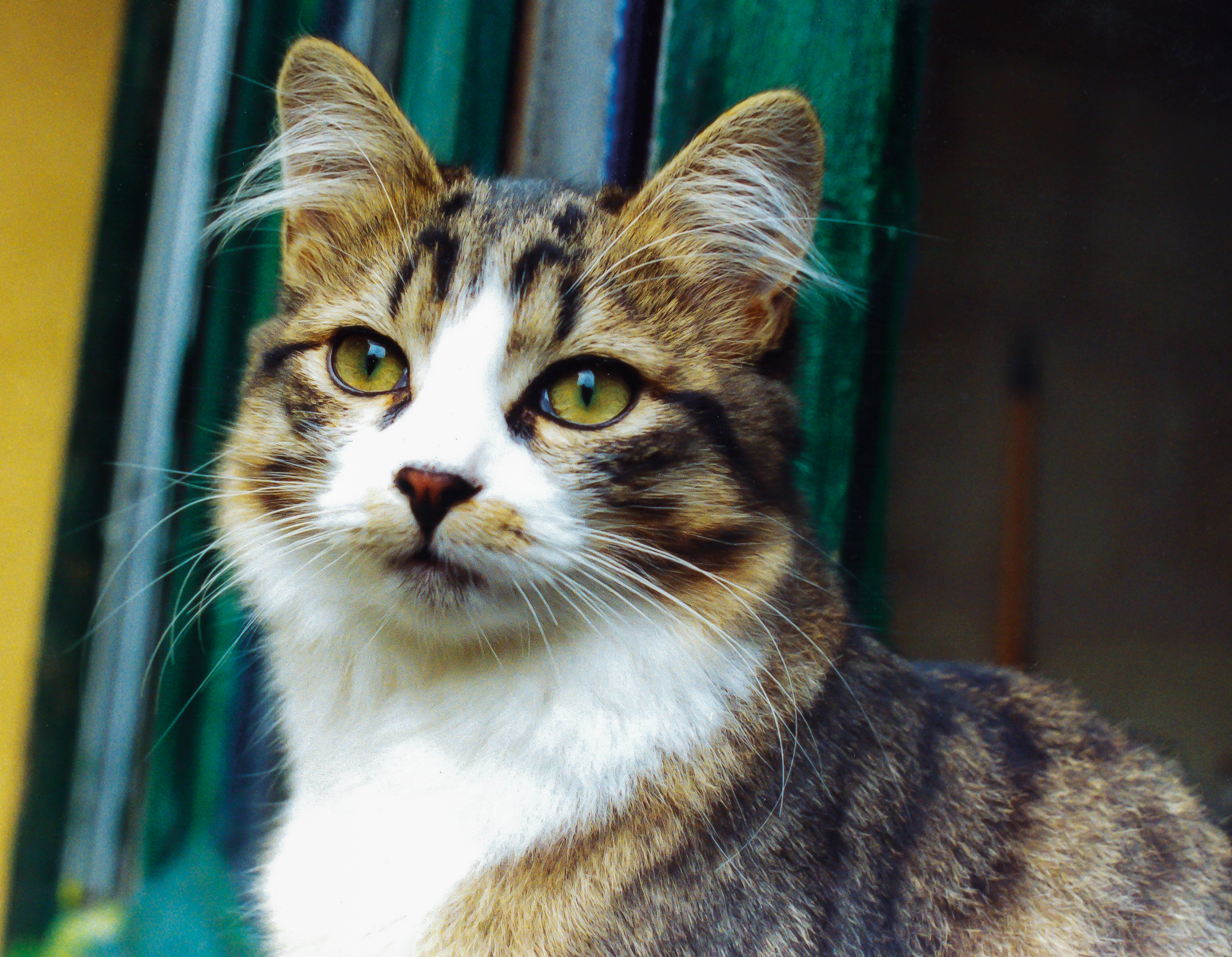 Ceva cat store