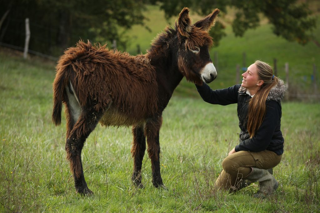 Ceva animal care