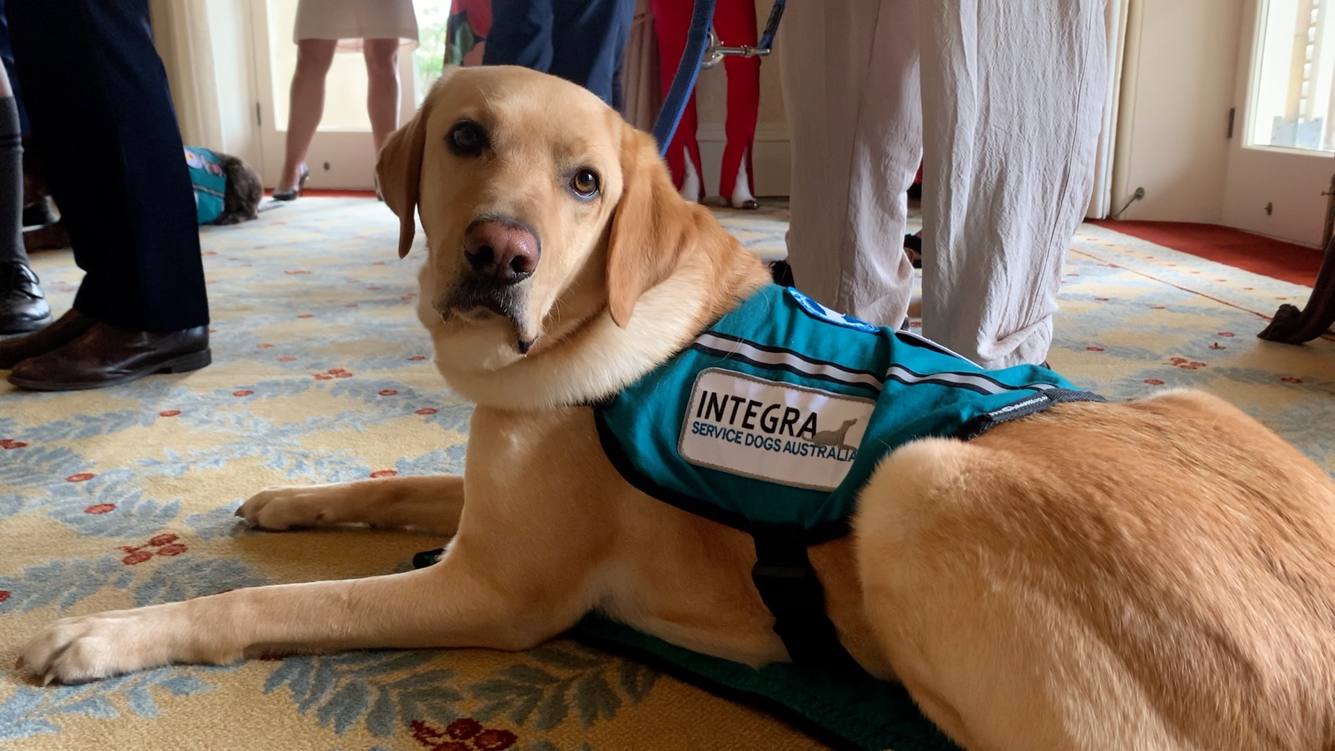 Ptsd assistance sales dogs australia